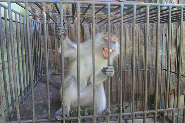 Another 2 wild monkeys on Wek I Batangtoru in North Sumatra need to be Rescued (June 10, 2020)